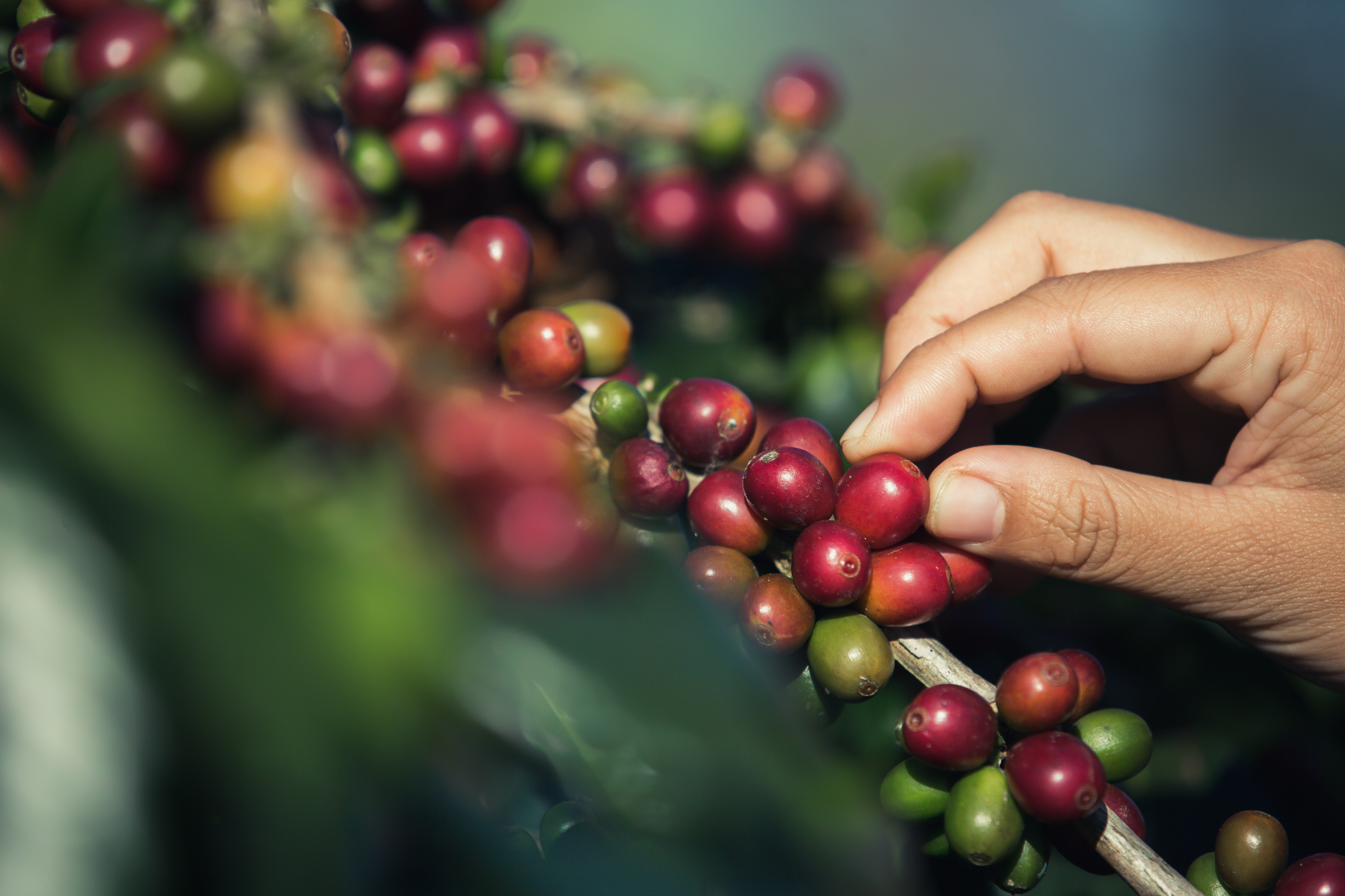 Origen del café